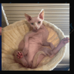 Ludacris and Nudacris