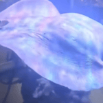 Charlotte the Stingray