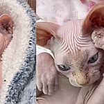 Nudacris, Nakee Minaj, and Skin Shady