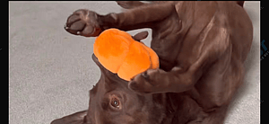 Good Boy Ollie on TikTok