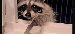 Wilbur and Gracie on TikTok