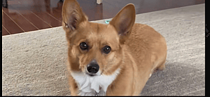 Lilo the corgi
