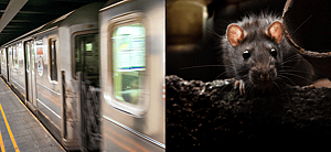 Shocking Video Shows Rats Running Out Of A Homeless Man’s Blanket In NYC Subway Platform