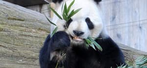 Giant Pandas Tian Tian and Mei Xiang at Zoo in Washington DC