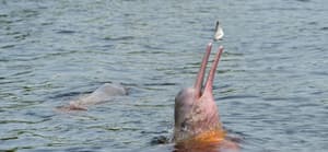 Pink Amazon river dolphin