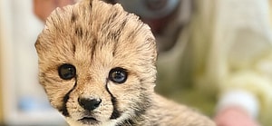 Rozi the baby cheetah cub