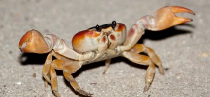 Crab under water