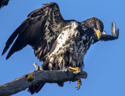 Young Bald Eagle