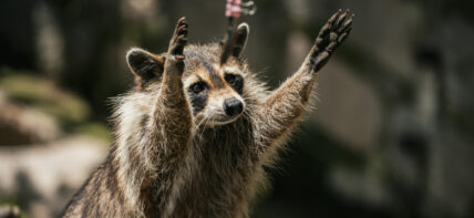 A happy Raccoon