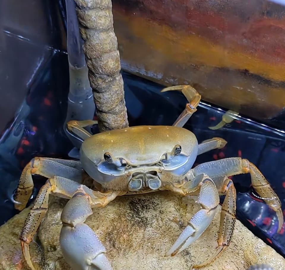 Howie Mandel Is A Fan Of Howie The Crab: 'What An Honor'