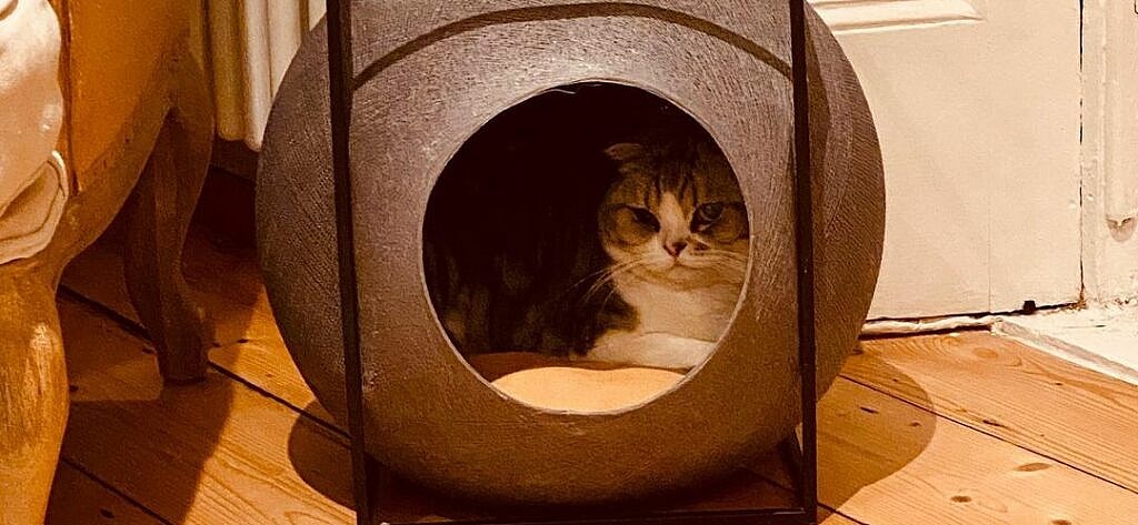 Taylor Swift cat meredith