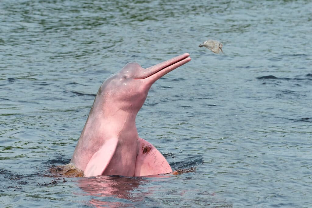 Hunting Amazon River Dolphin or Pink Amazon Dolphin (Inia geoffrensis), Rio Negro, Manaus, Amazon State, Brazil 