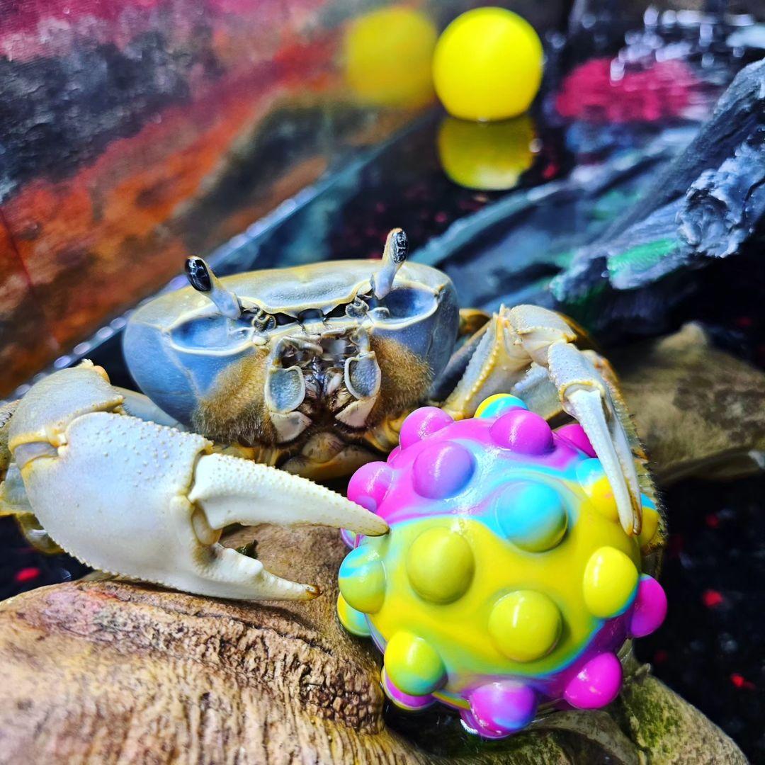 Howie the Crab