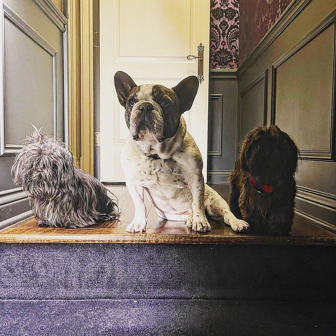 Donnie Wahlberg's Pups