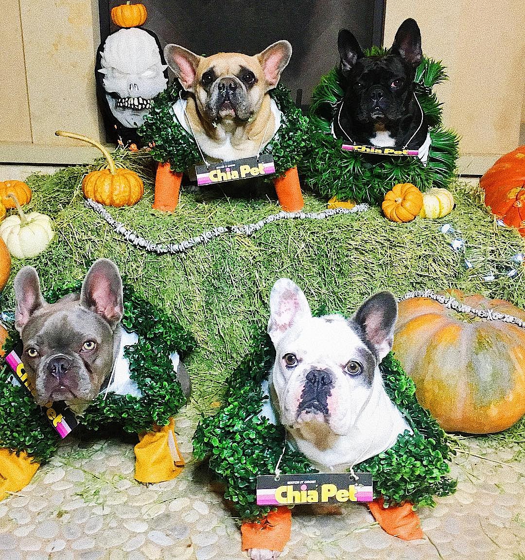 Lady Gaga French bulldog 4