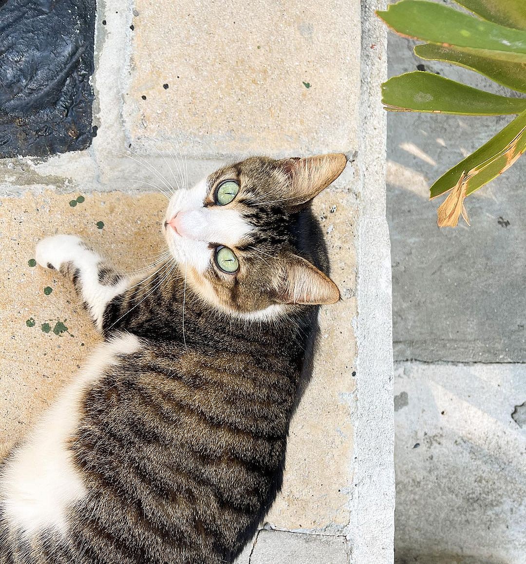 Ernest Hemingway's House