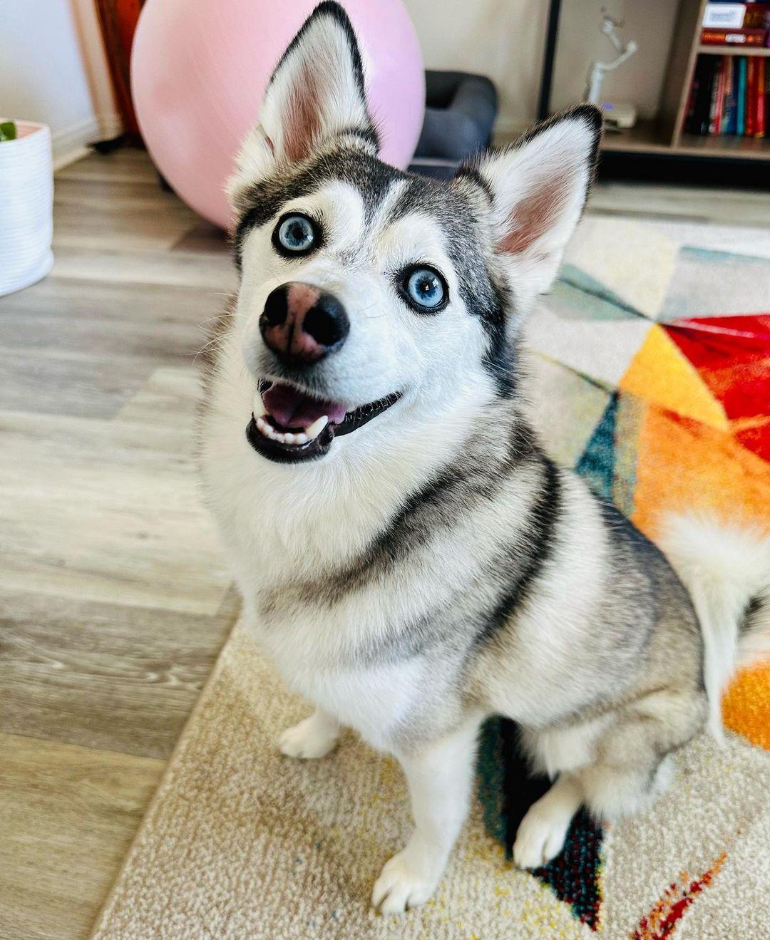 Sapphie the Pomsky