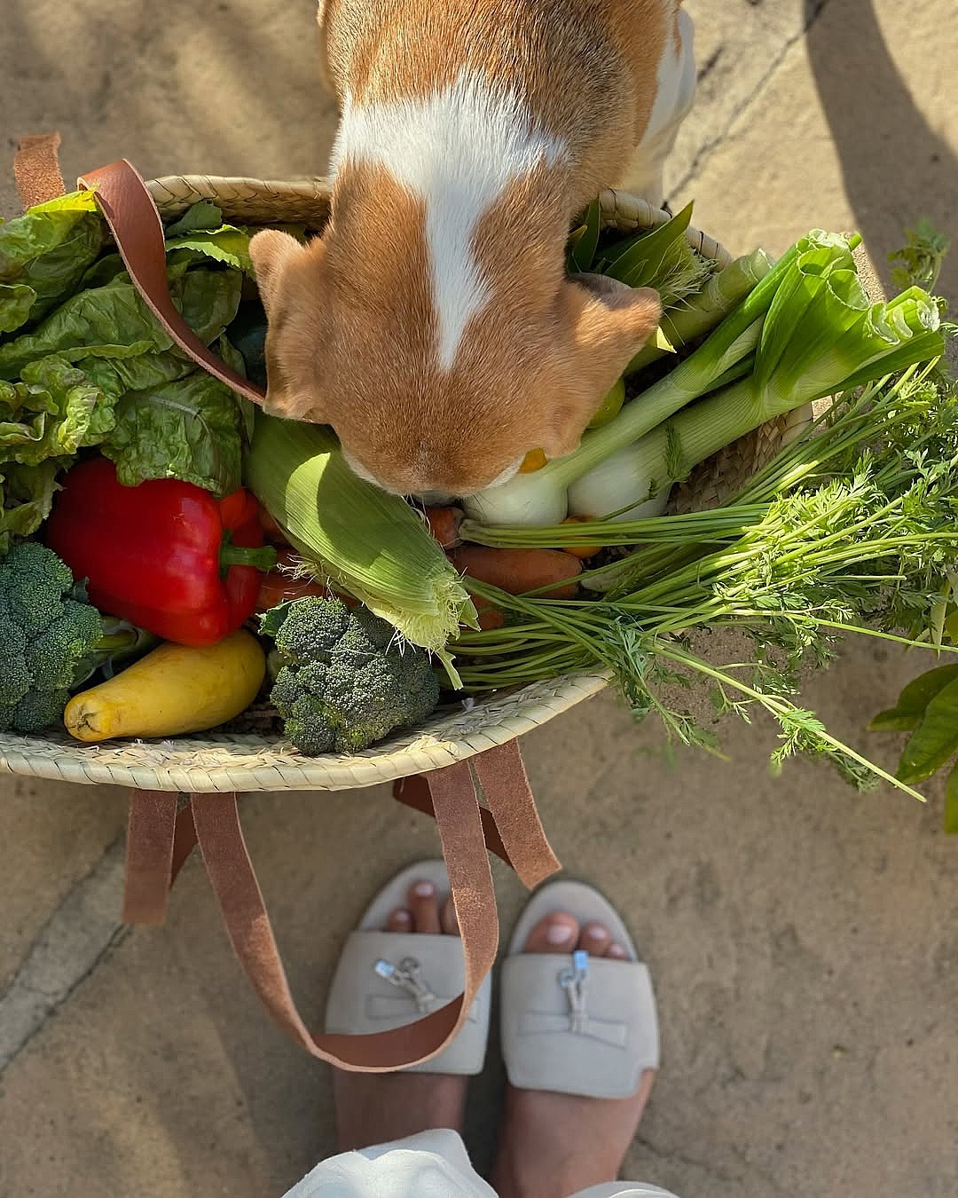 A photo of Meghan Markle's beagle inspecting her garden haul