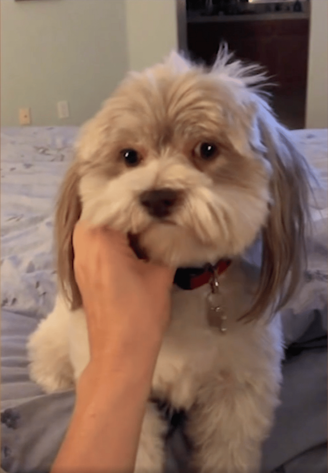 Dog Is 'Completely Out Of It' After Ingesting Cocaine In Los Angeles Park