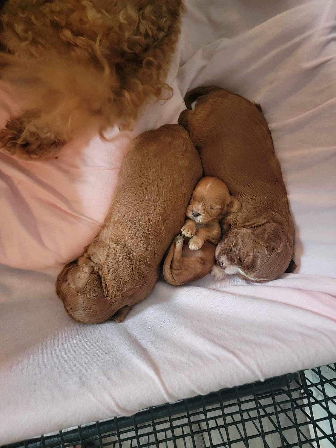 The Puppy Bowl's Smallest Competitor's Mom Breaks Silence After Her Death