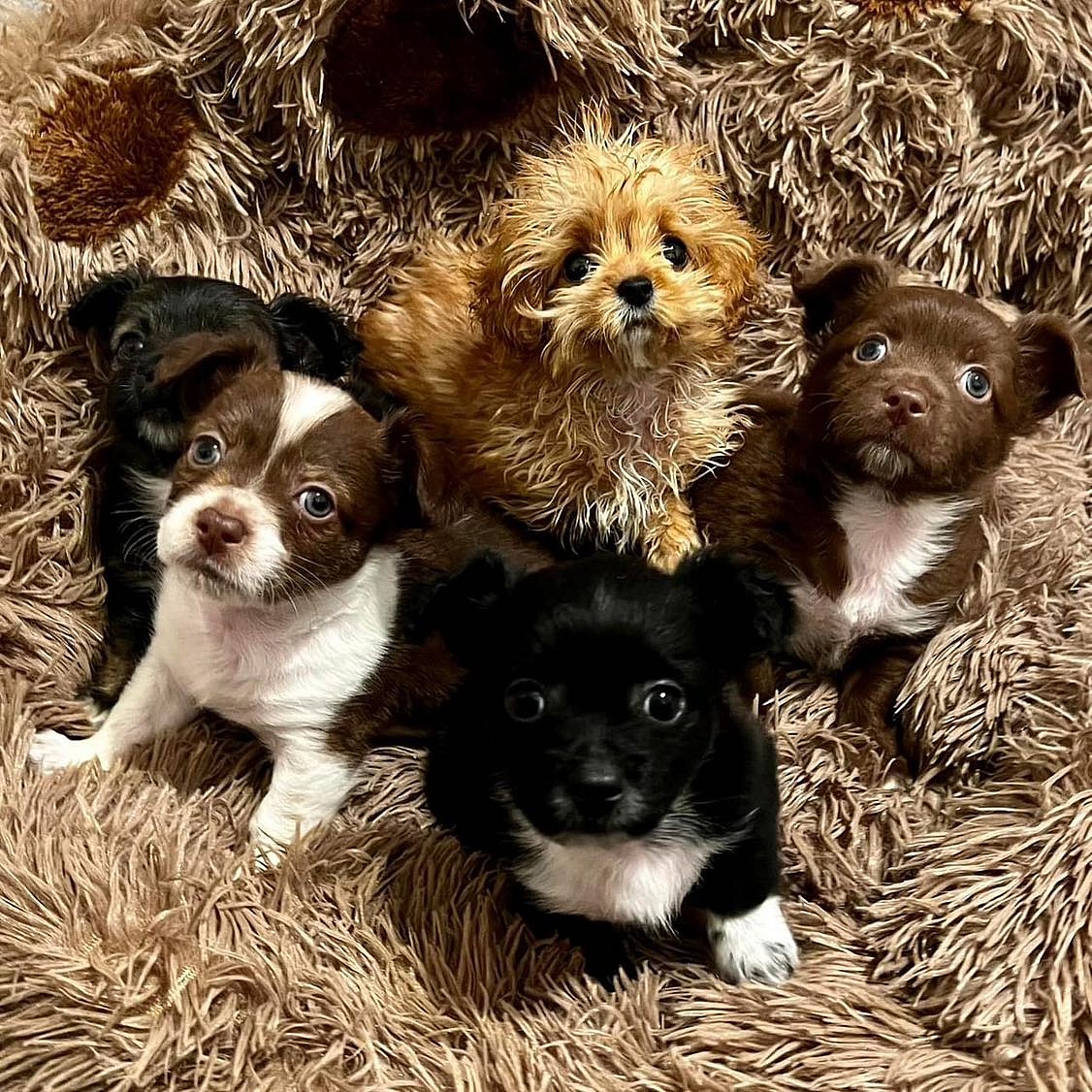 The Puppy Bowl's Smallest Competitor's Mom Breaks Silence After Her Death