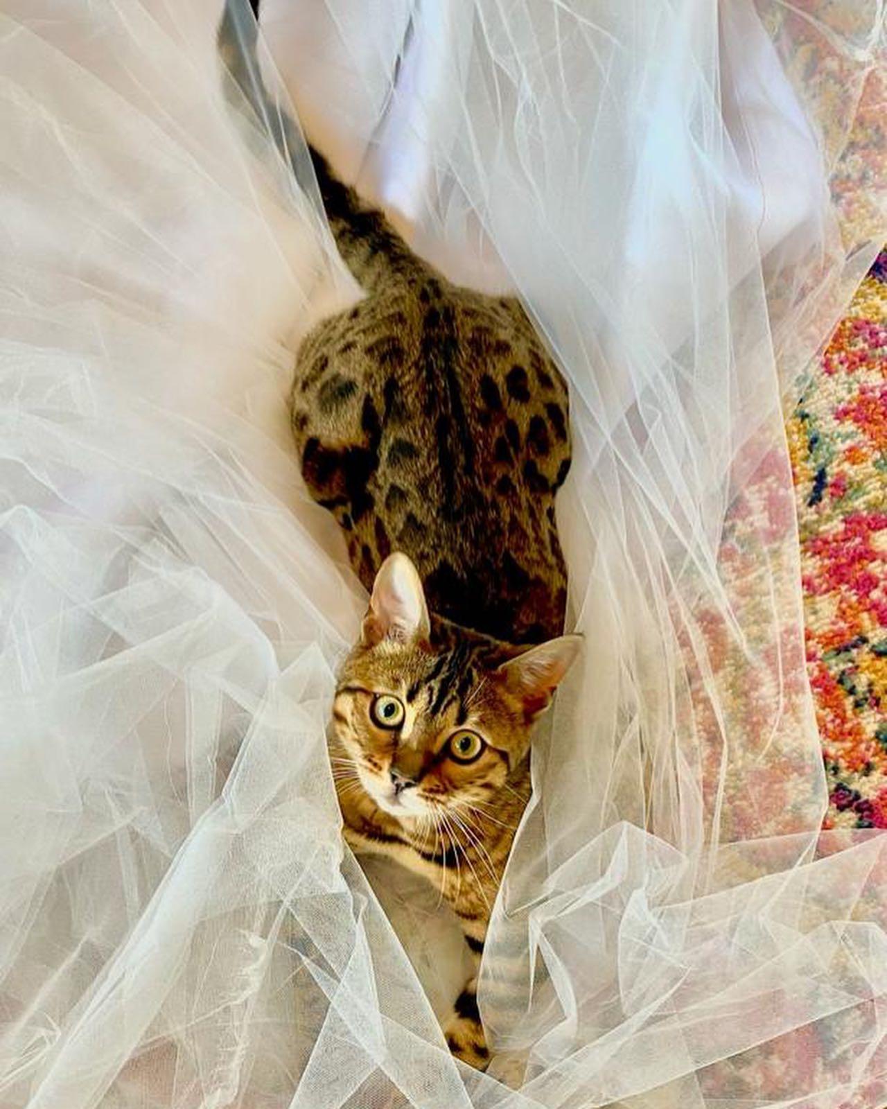 Britney Spears cat Wendy