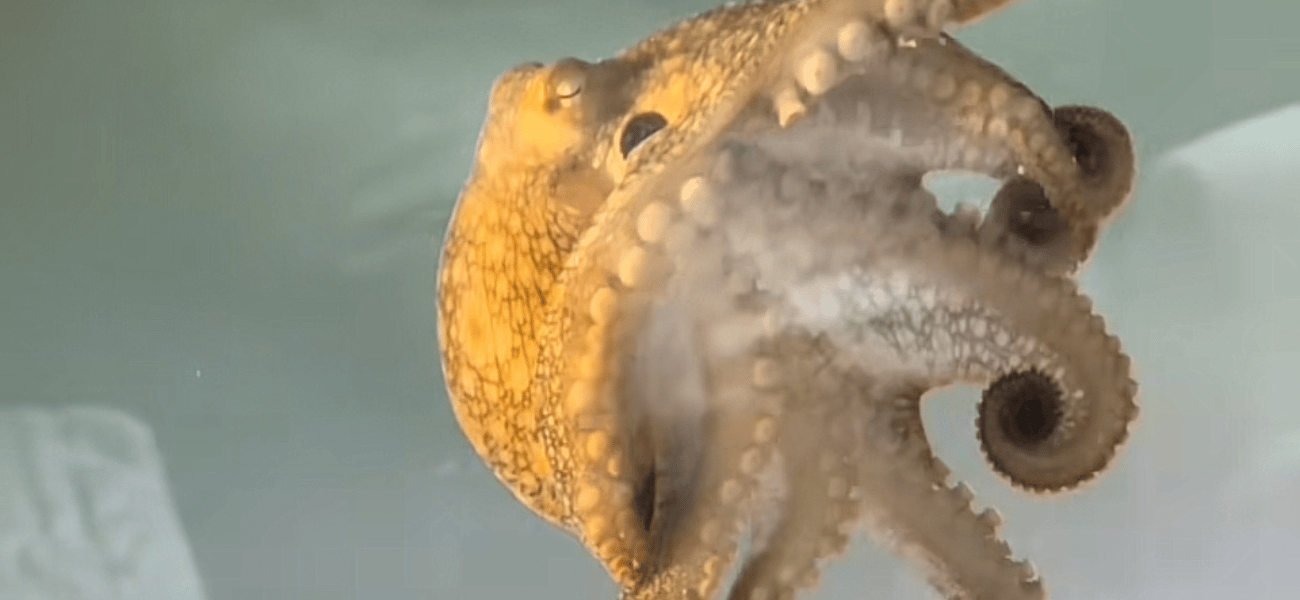 TikToktopus