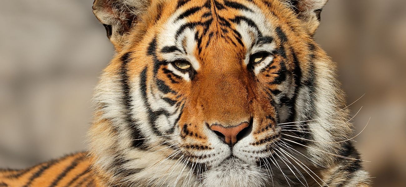 Man Mauled To Death After 'Intentionally' Jumping Into Lion's Den