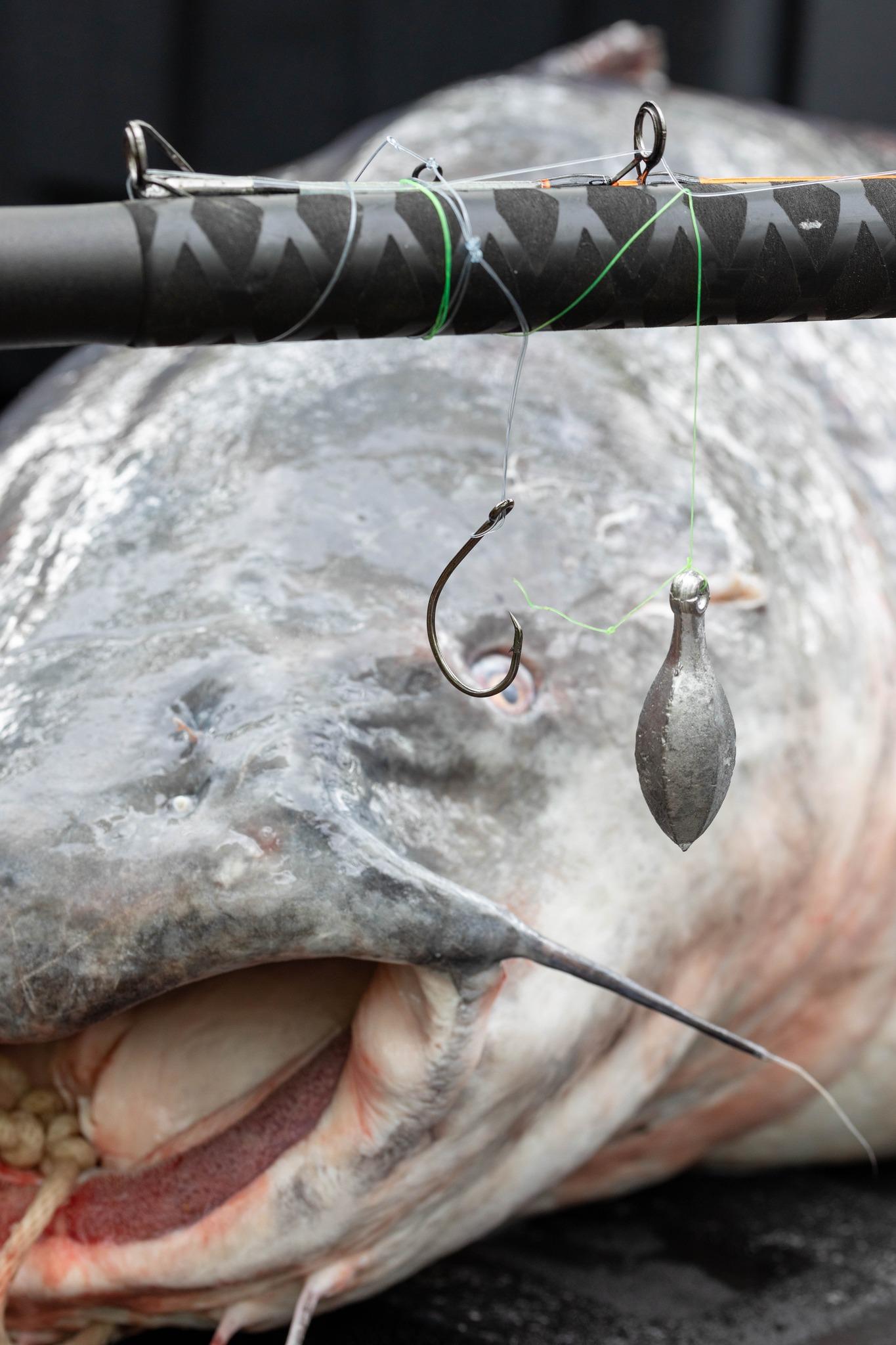 131 pound catfish