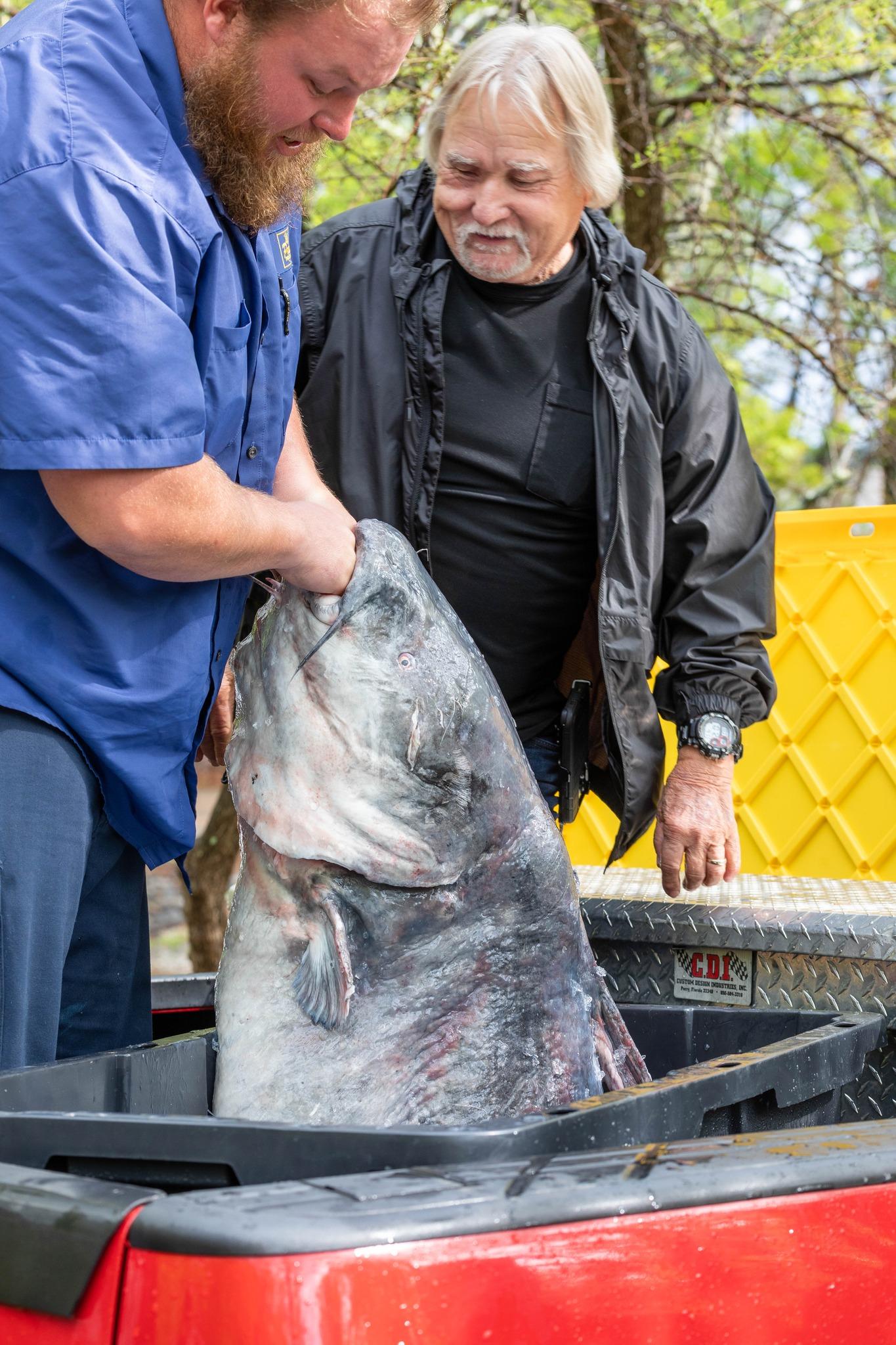 131 pound catfish