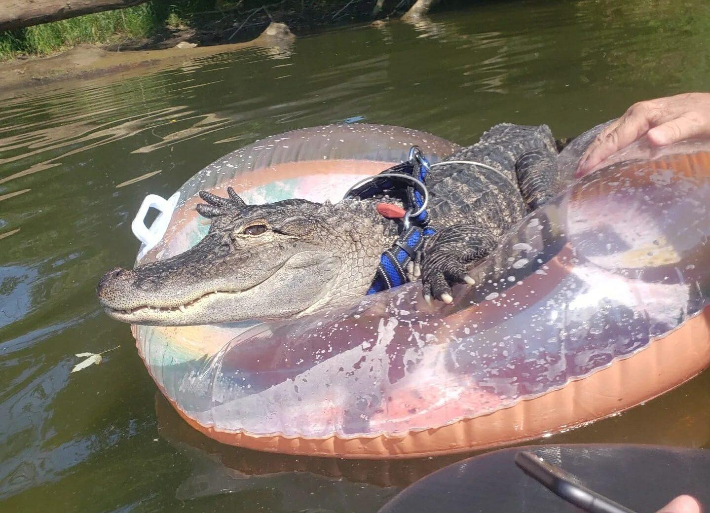 Wallygator