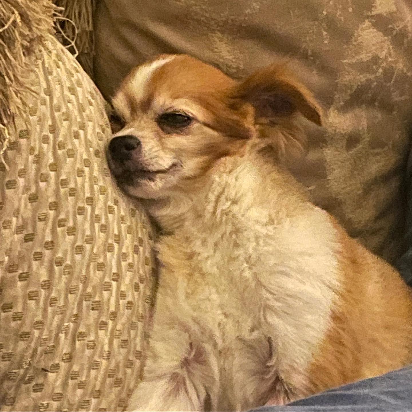 Donna D'Errico's rescue dog Scout