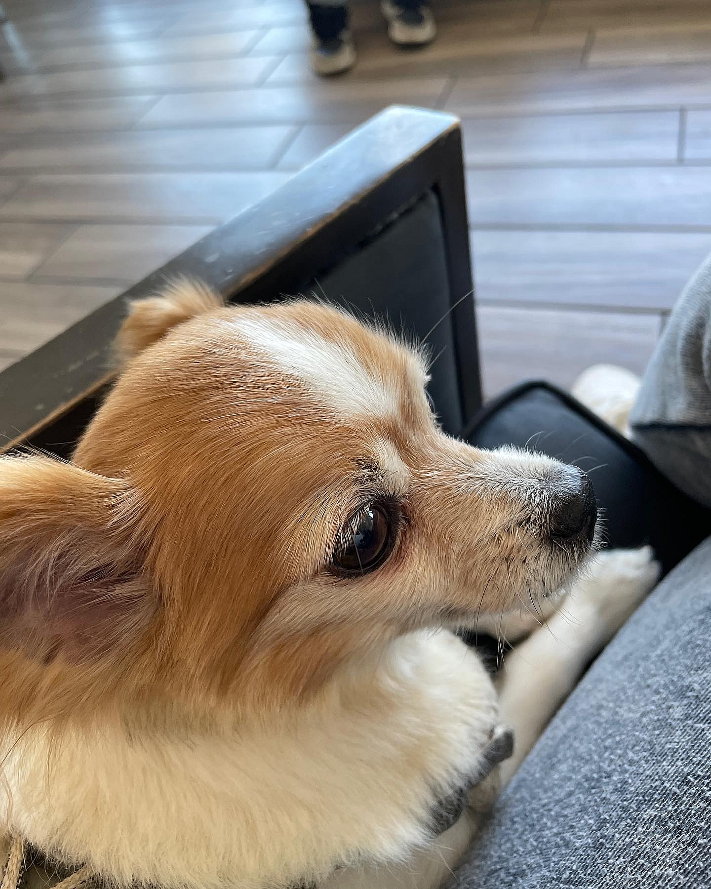 Donna D'Errico's dog Scout