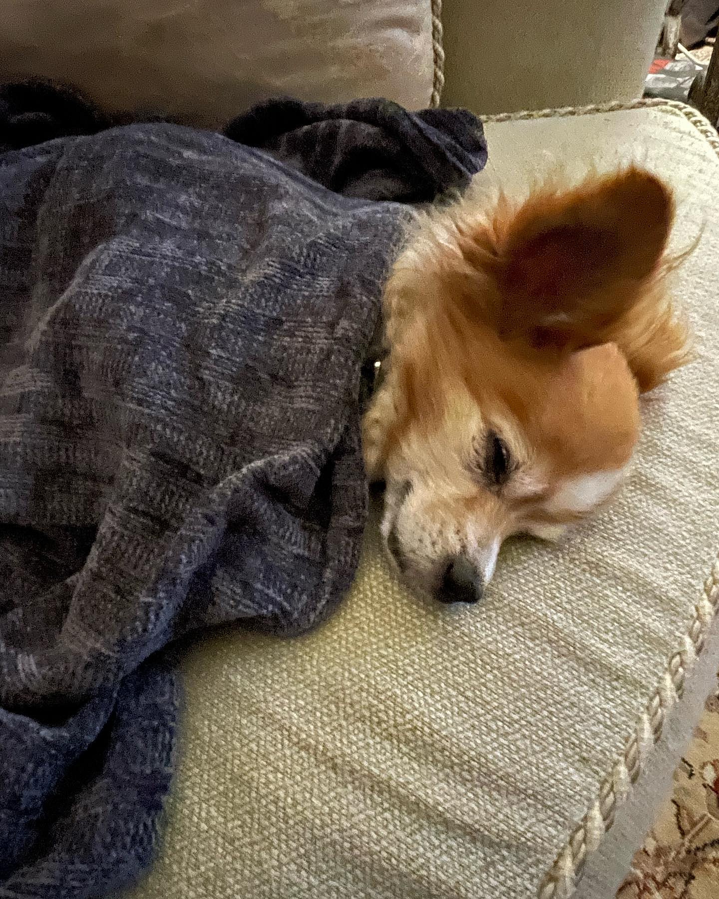 Donna D'Errico's rescue dog Scout