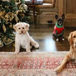 Neil Patrick Harris' dogs