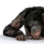 Typo Causes Trader To Sell Bored Ape NFT Worth $284,495 For Just $2,844