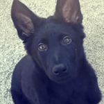 Kansas Police Officer’s 3-Month-Old Puppy Brutally Murdered In Targeted Attack
