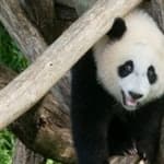 Baby Panda Cub