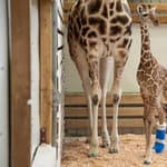 San Diego Zoo Safari Park Welcomes Baby Giraffe On Betty White's Birthday!