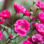 Honey Bee Forages on Small Pink Rose