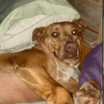 Strange dog snuck into woman's bed in Tennessee