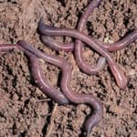 Common earthworm, Lumbricus terrestris, on wet soil surface. In its native range