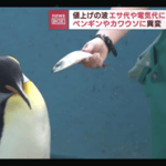 Penguins in Japan flip out over cheap fish