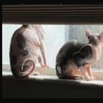 Lisa Holder's sphynx cats