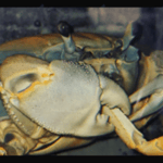 Howie the Crab