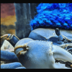 Howie the Crab