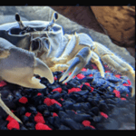 Howie the Crab