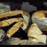 Howie the Crab