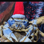 Howie the Crab