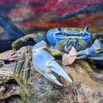 Howie the Crab on TikTok